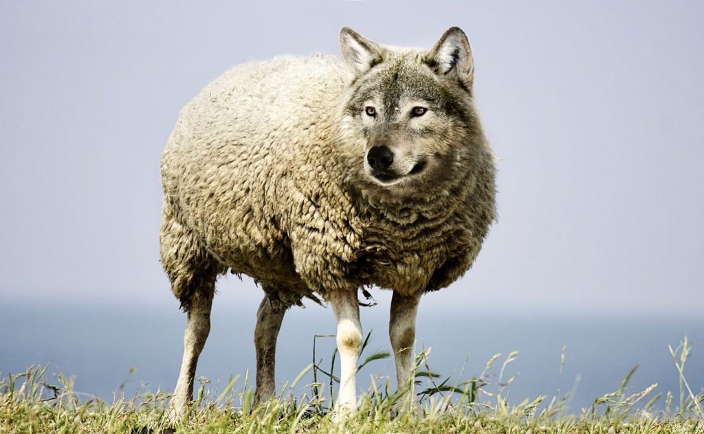 Narzissten sind wie der Wolf im Schafspelz